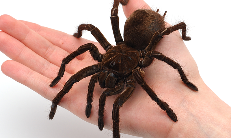 SPIDER.png