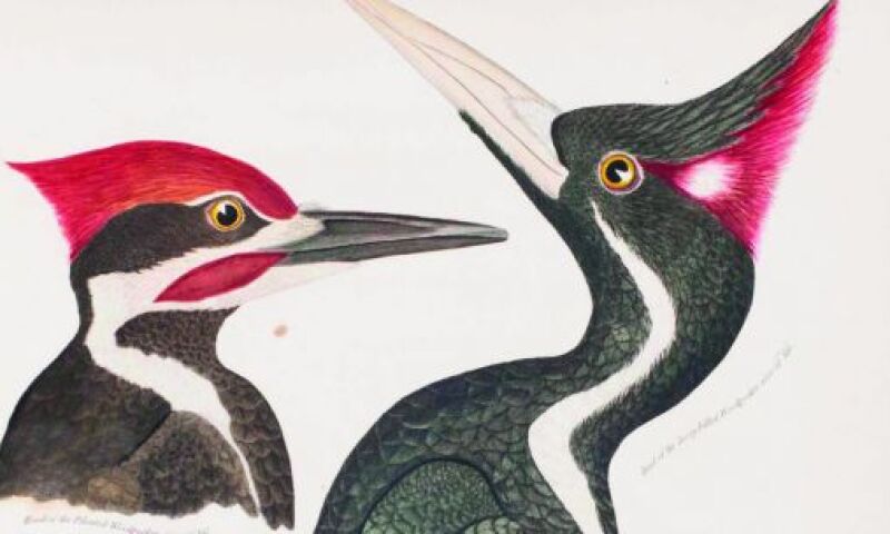 Ivory-billed Woodpecker