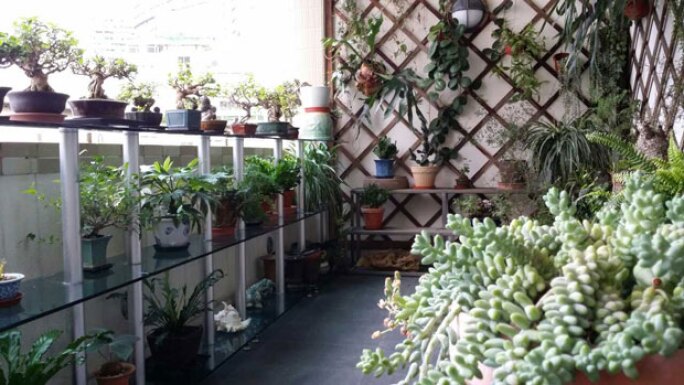 bonsai-balcony.jpg