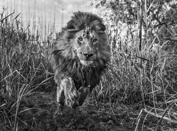 david-yarrow 5.jpg