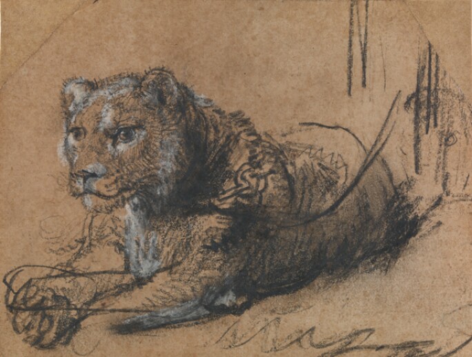 rembrandt-young-lion-resting.jpg