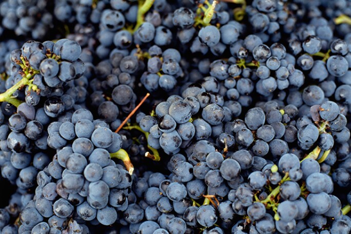 burgundy-4.jpg