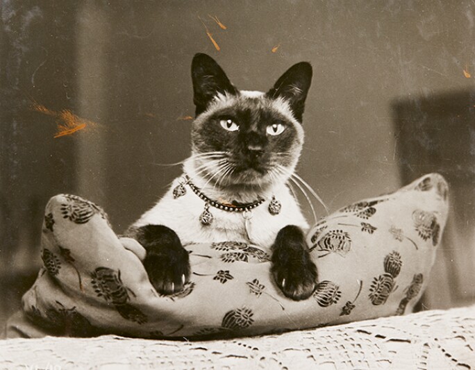 l17148-cats-blog-3.jpg