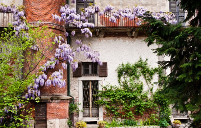 sir-milan-wisteria.jpg