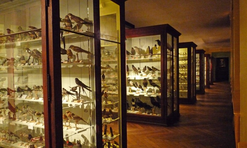 Interior view of the Musée Zoologique in Strasbourg.