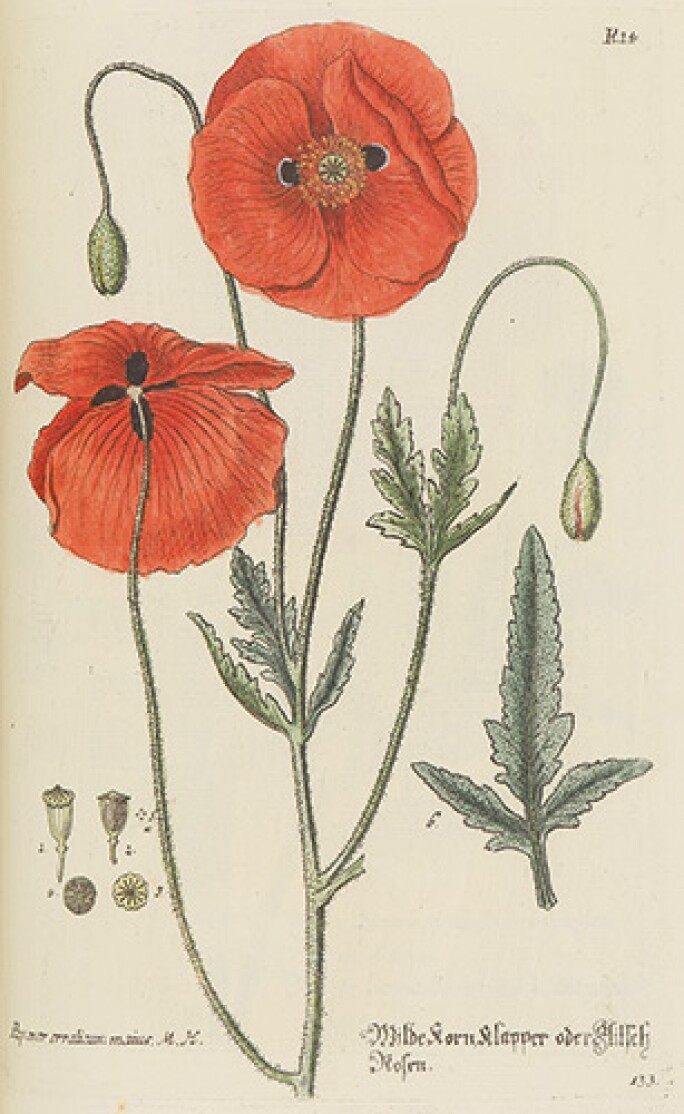 opium.jpg