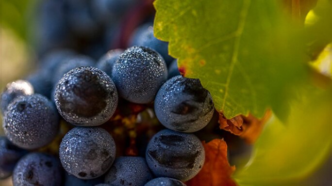 october-wine-tasting-1.jpg