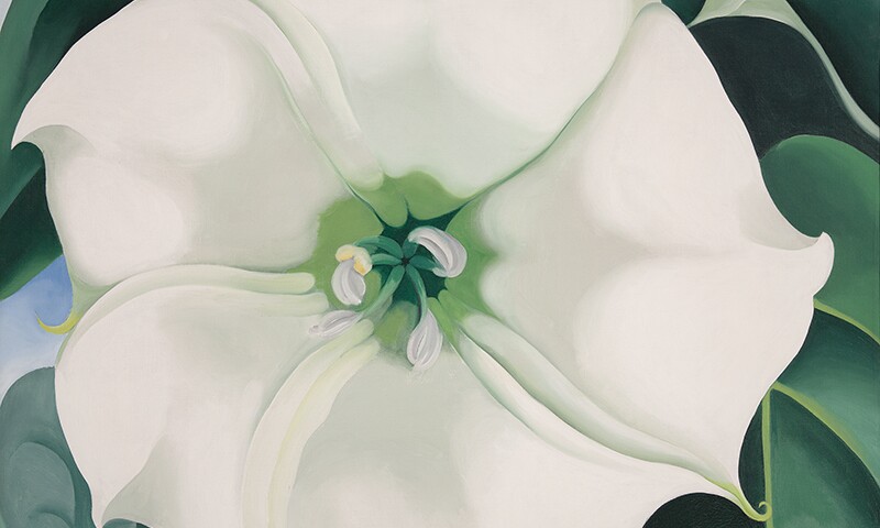 Jimson Weed/White Flower No. 1