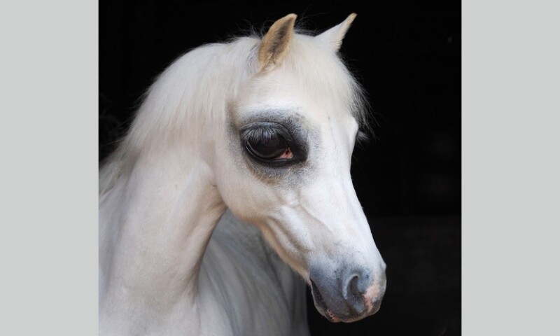 csm_AP_Presse_Horse_Head_web_xl_fc360211a3.jpg