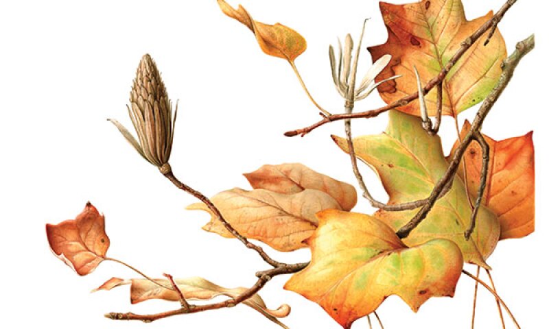 Esmée Winkel, Leiden's 300-Year-Old Tulip Tree in Autumn (2016)