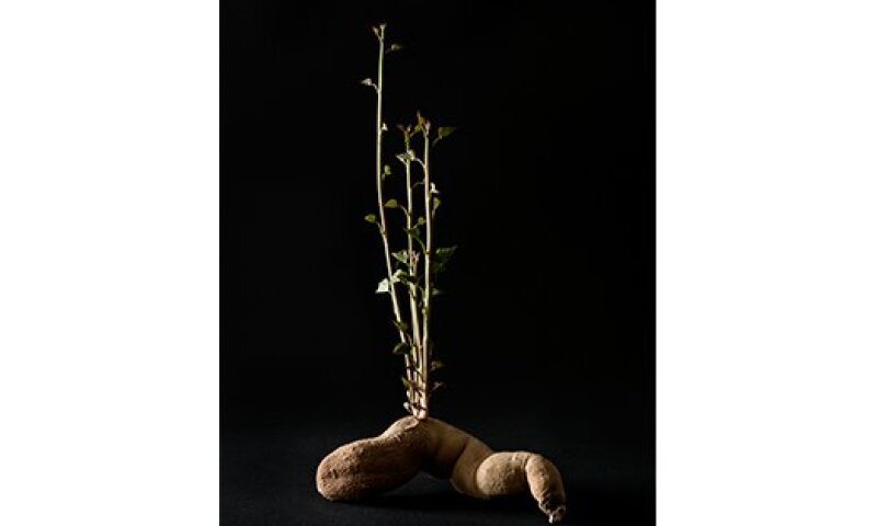 bethgalton1.jpg__524x349_q85_crop_subsampling-2_upscale.jpg