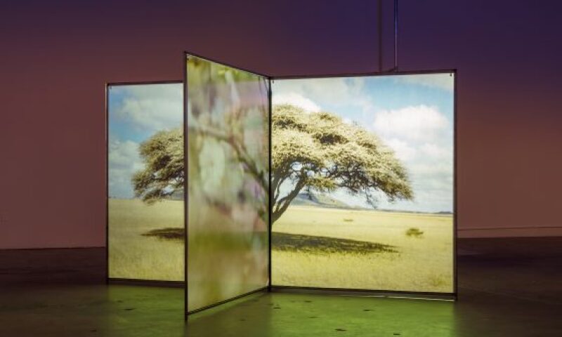 Diana Thater, A Runaway World