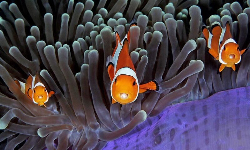 Qing Lin_WPY53_1020x500.jpg