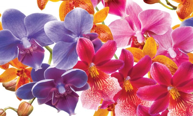 Orchids