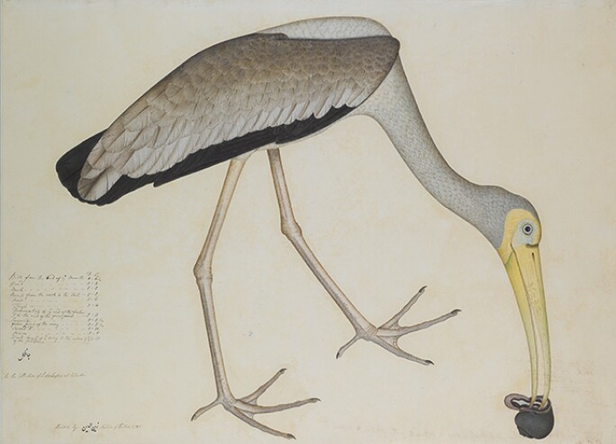 stork-640.jpg