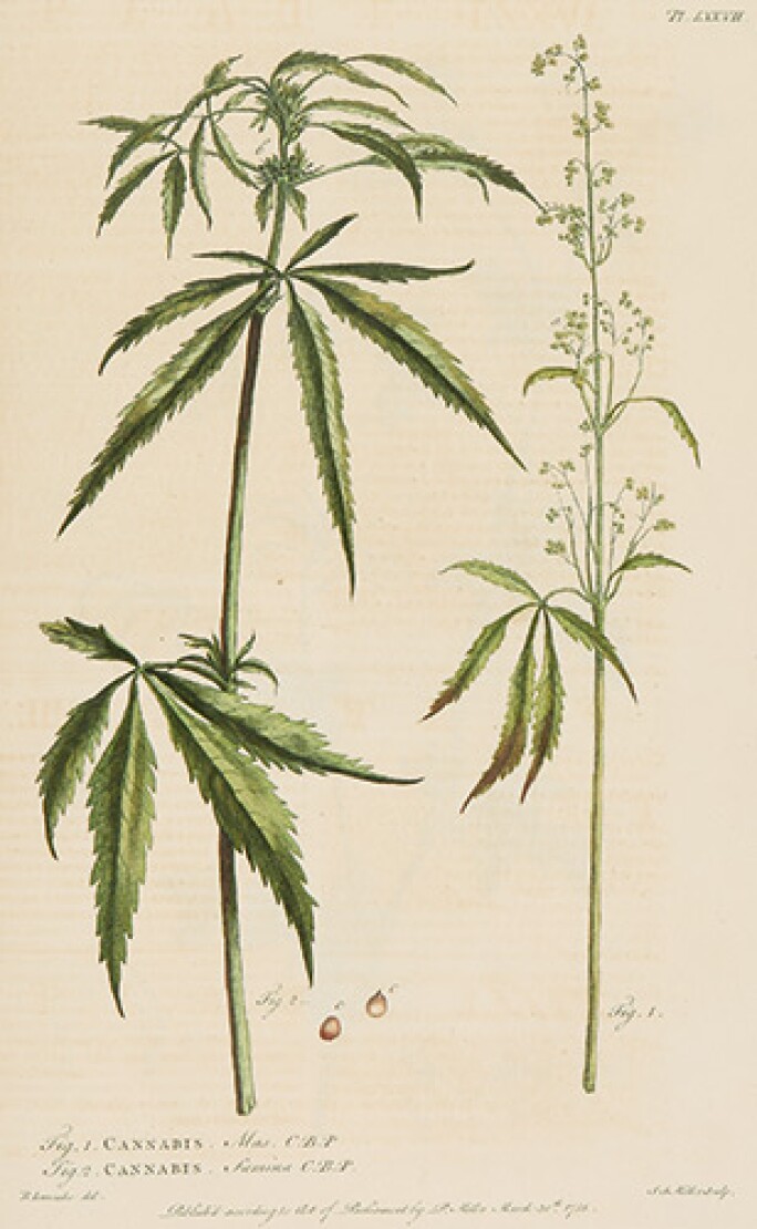 cannabis.jpg