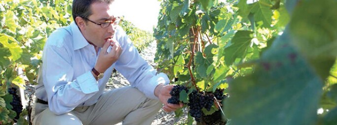 wine-futures-vineyard-2.jpg