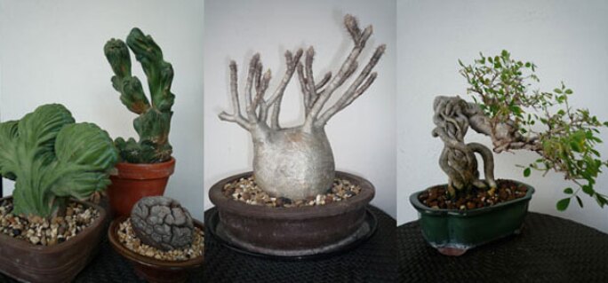 bonsai-new.jpg